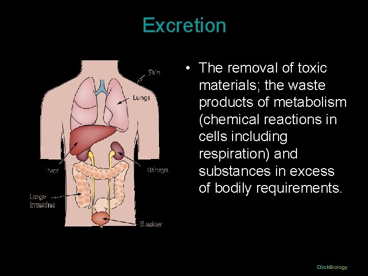 Excretion • The removal of toxic materials; the waste products of metabolism (chemical reactions Excretion • The removal of toxic materials; the waste products of metabolism (chemical reactions