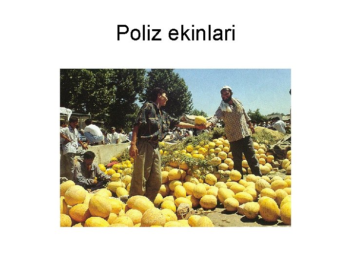 Poliz ekinlari 