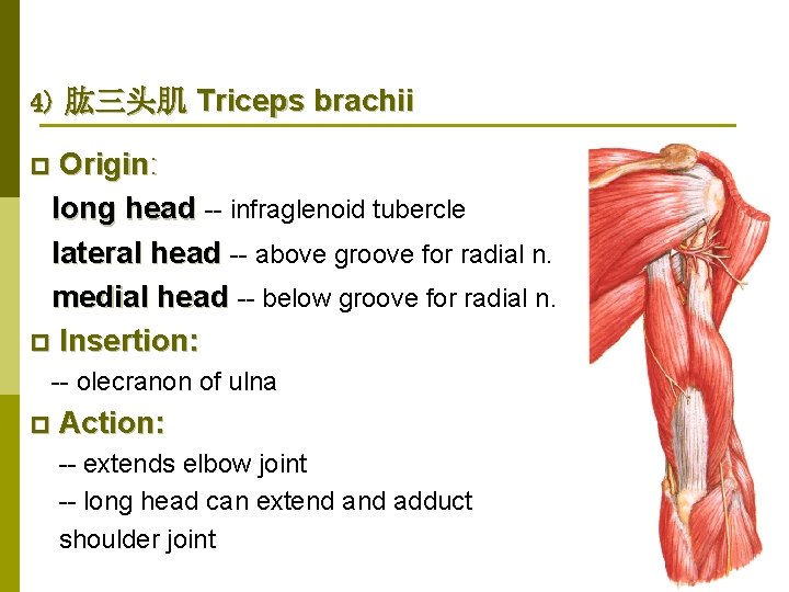 4) 肱三头肌 Triceps brachii Origin: long head -- infraglenoid tubercle lateral head -- above