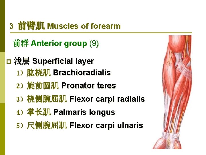 3 前臂肌 Muscles of forearm 前群 Anterior group (9) p 浅层 Superficial layer 1）肱桡肌
