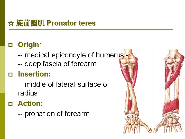 ☆ 旋前圆肌 Pronator teres p p p Origin: -- medical epicondyle of humerus --