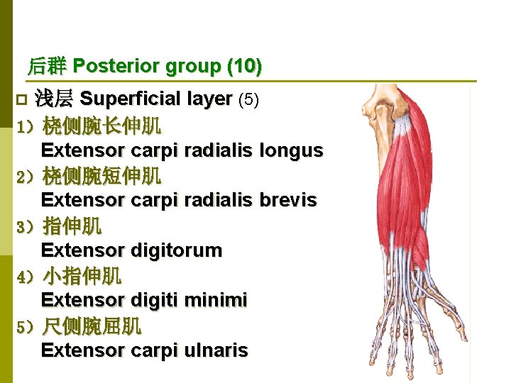 后群 Posterior group (10) 浅层 Superficial layer (5) 1）桡侧腕长伸肌 Extensor carpi radialis longus 2）桡侧腕短伸肌
