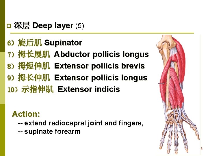 p 深层 Deep layer (5) 6）旋后肌 Supinator 7）拇长展肌 Abductor pollicis longus 8）拇短伸肌 Extensor pollicis