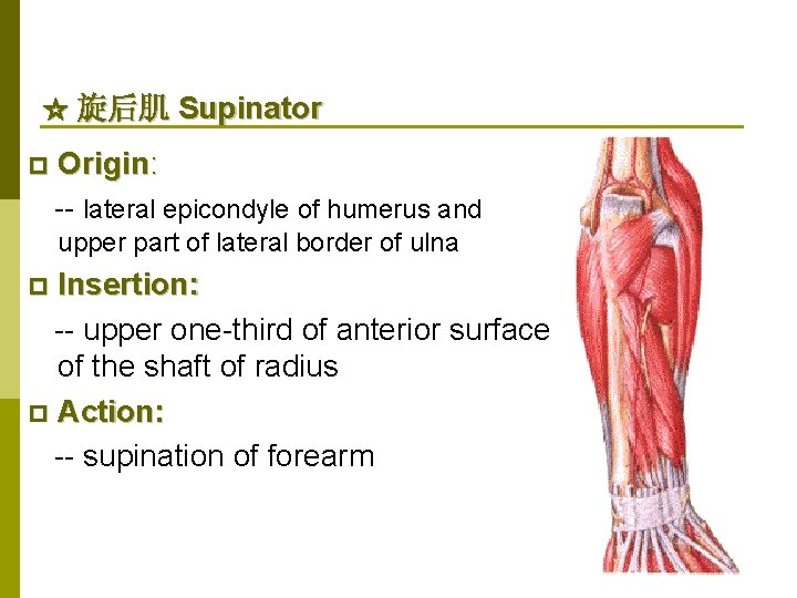 ☆ 旋后肌 Supinator p Origin: -- lateral epicondyle of humerus and upper part of