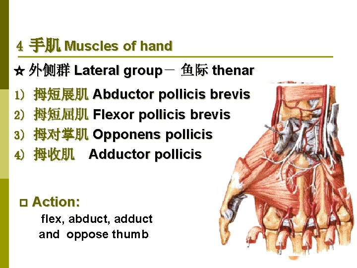 4 手肌 Muscles of hand ☆ 外侧群 Lateral group－ 鱼际 thenar 1) 拇短展肌 Abductor