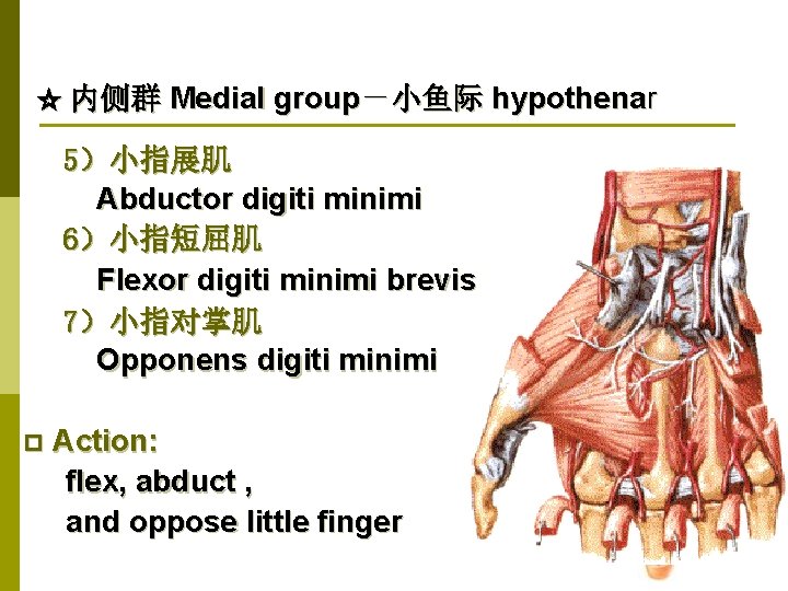 ☆ 内侧群 Medial group－小鱼际 hypothenar 5）小指展肌 Abductor digiti minimi 6）小指短屈肌 Flexor digiti minimi brevis