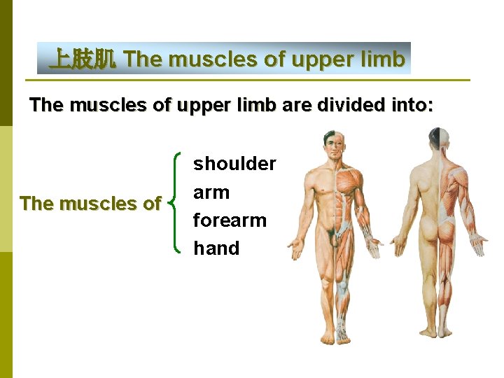 上肢肌 The muscles of upper limb are divided into: The muscles of shoulder arm