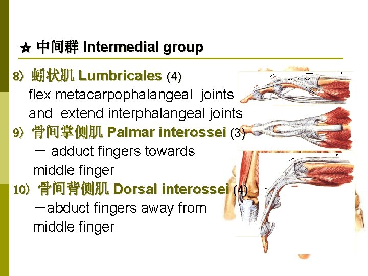 ☆ 中间群 Intermedial group 8) 蚓状肌 Lumbricales (4) flex metacarpophalangeal joints and extend interphalangeal