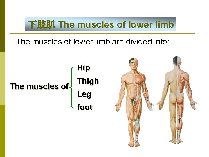 下肢肌 The muscles of lower limb are divided into: Hip The muscles of Thigh