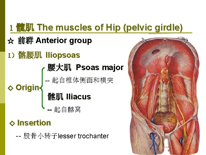 1 髋肌 The muscles of Hip (pelvic girdle) ☆ 前群 Anterior group 1）髂腰肌 Iliopsoas