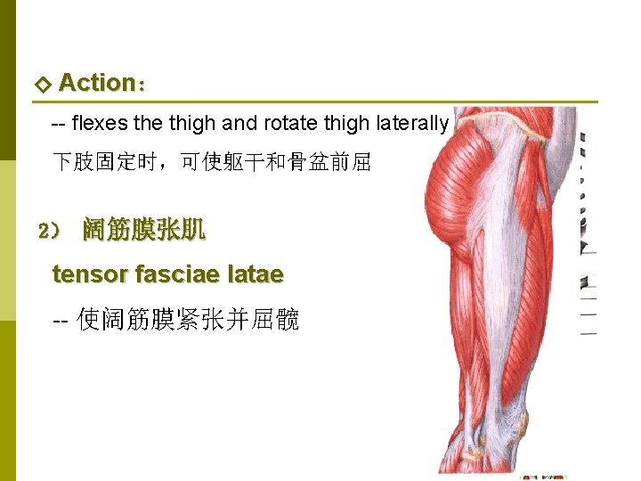 ◇ Action： -- flexes the thigh and rotate thigh laterally 下肢固定时，可使躯干和骨盆前屈 2） 阔筋膜张肌 tensor