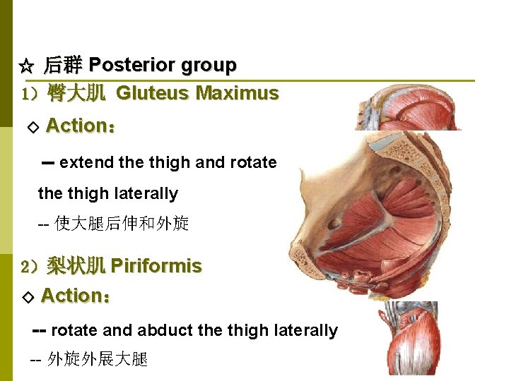 ☆ 后群 Posterior group 1）臀大肌 Gluteus Maximus ◇ Action： -- extend the thigh and