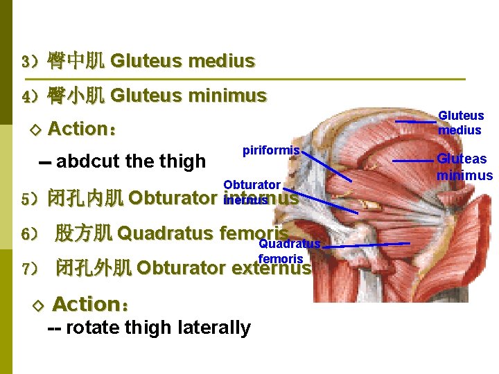 3）臀中肌 Gluteus medius 4）臀小肌 Gluteus minimus ◇ Gluteus medius Action： -- abdcut the thigh