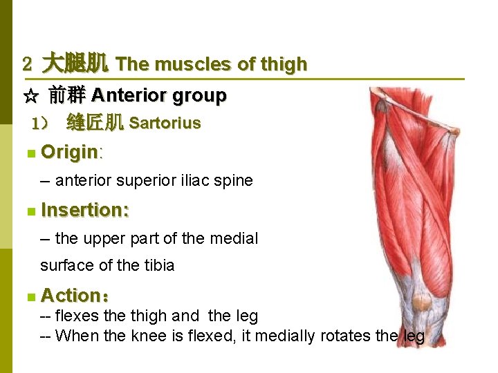 2 大腿肌 The muscles of thigh ☆ 前群 Anterior group 1） 缝匠肌 Sartorius n