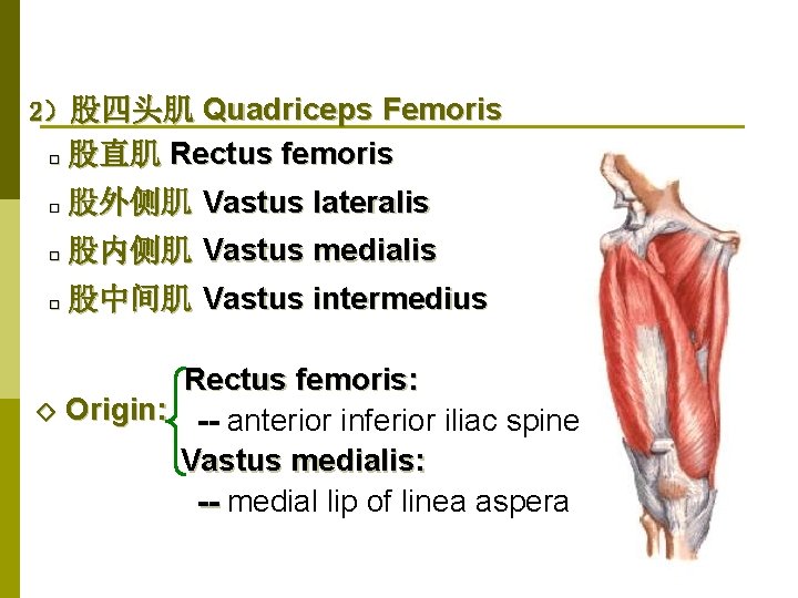 2）股四头肌 Quadriceps Femoris □ 股直肌 Rectus femoris □ 股外侧肌 Vastus lateralis □ 股内侧肌 Vastus