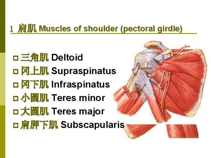 1 肩肌 Muscles of shoulder (pectoral girdle) Deltoid p 冈上肌 Supraspinatus p 冈下肌 Infraspinatus