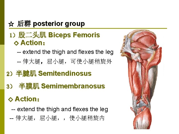 ☆ 后群 posterior group 1）股二头肌 Biceps Femoris ◇ Action： -- extend the thigh and