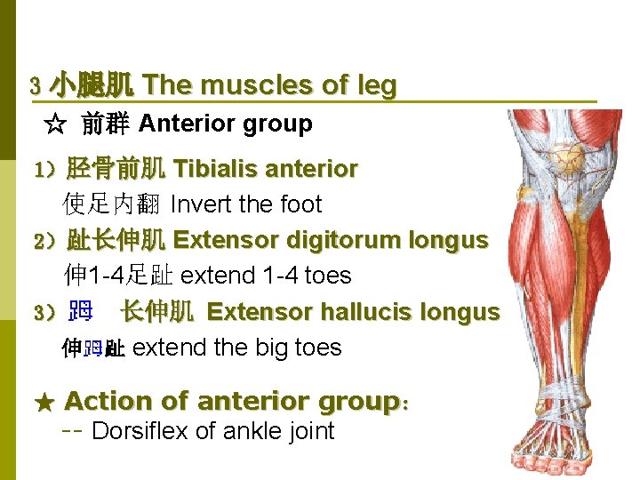 3 小腿肌 The muscles of leg ☆ 前群 Anterior group 1）胫骨前肌 Tibialis anterior 使足内翻