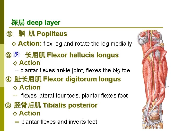 深层 deep layer ② 腘 肌 Popliteus ◇ ③ Action: flex leg and rotate