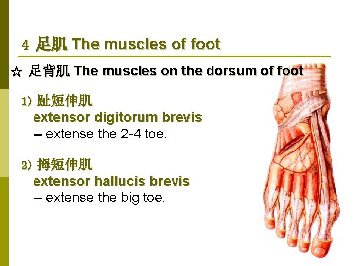 4 足肌 The muscles of foot ☆ 足背肌 The muscles on the dorsum of