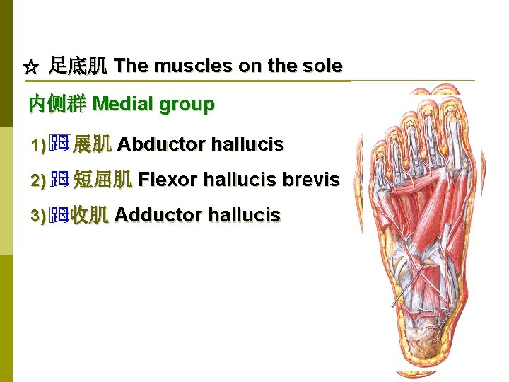 ☆ 足底肌 The muscles on the sole 内侧群 Medial group 1) 展肌 Abductor hallucis