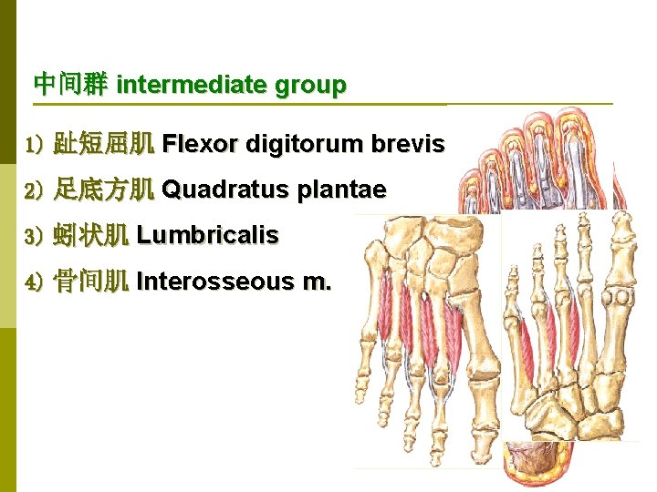 中间群 intermediate group 1) 趾短屈肌 Flexor digitorum brevis 2) 足底方肌 Quadratus plantae 3) 蚓状肌