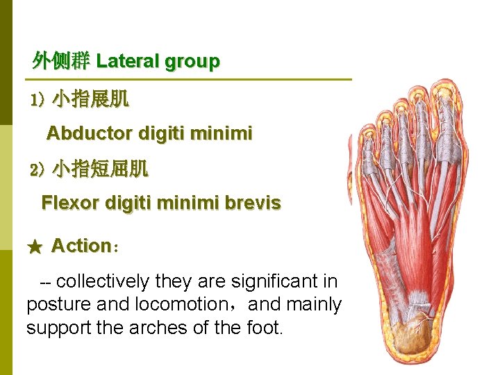 外侧群 Lateral group 1) 小指展肌 Abductor digiti minimi 2) 小指短屈肌 Flexor digiti minimi brevis