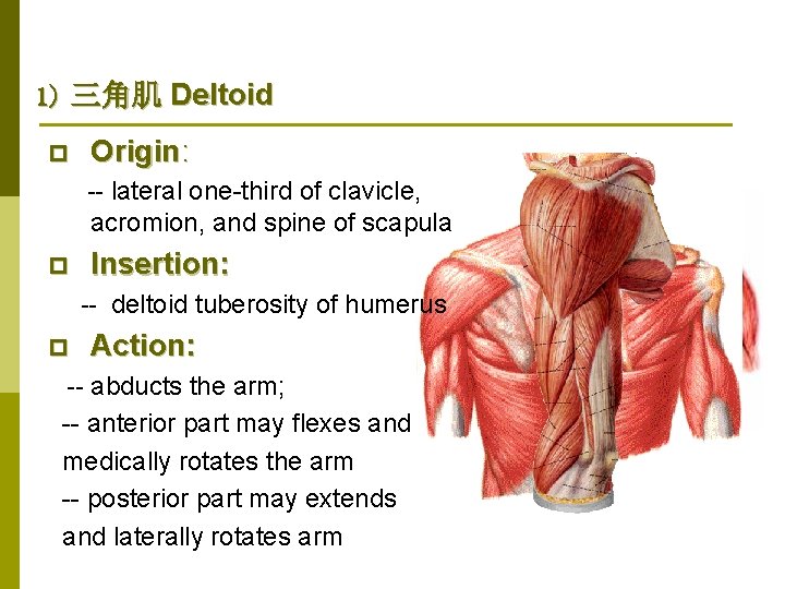 1) 三角肌 Deltoid p Origin: -- lateral one-third of clavicle, acromion, and spine of