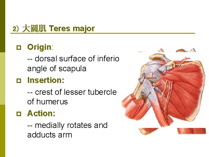 2) 大圆肌 Teres major p p p Origin: -- dorsal surface of inferior angle