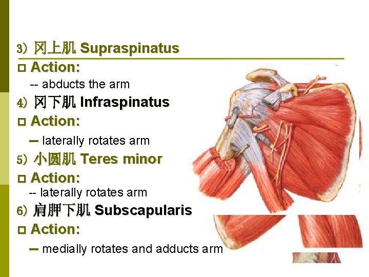 3) 冈上肌 Supraspinatus p Action: -- abducts the arm 4) 冈下肌 Infraspinatus Action: --