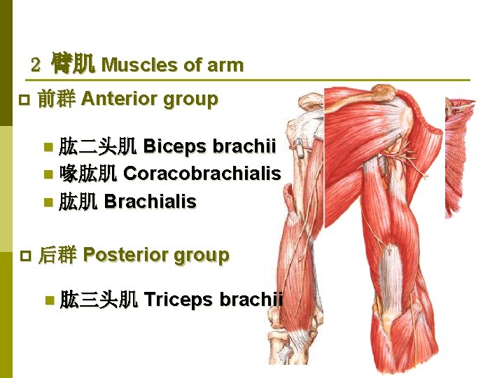 2 臂肌 Muscles of arm p 前群 Anterior group Biceps brachii n 喙肱肌 Coracobrachialis