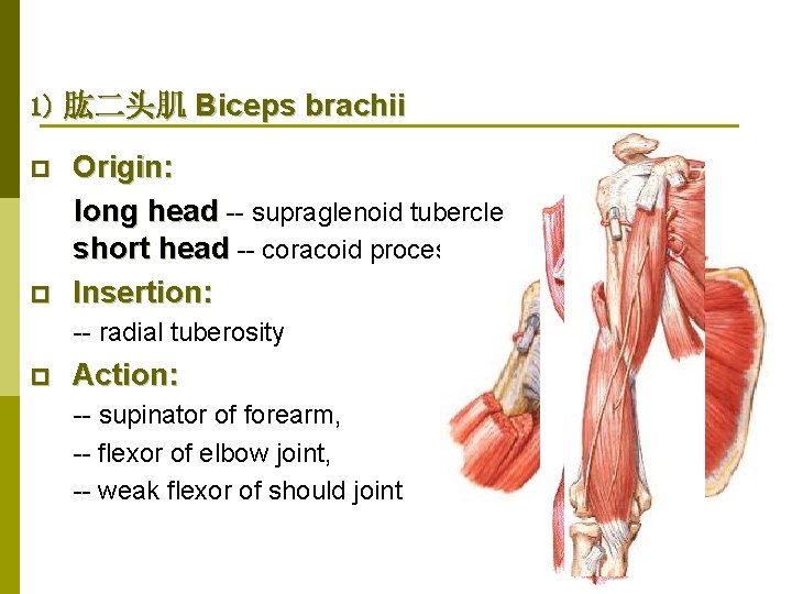 1) 肱二头肌 Biceps brachii p p Origin: long head -- supraglenoid tubercle short head