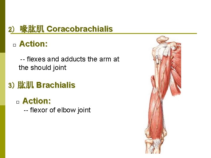 2) 喙肱肌 Coracobrachialis □ Action: flexes and adducts the arm at the should joint