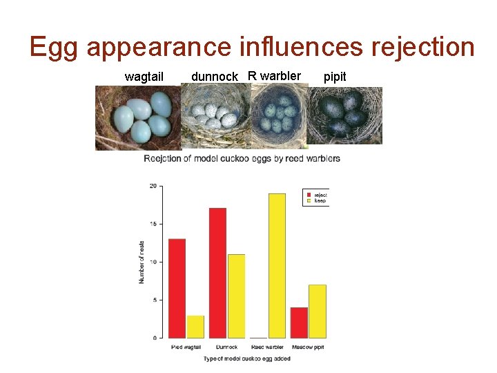 Egg appearance influences rejection wagtail dunnock R warbler pipit 