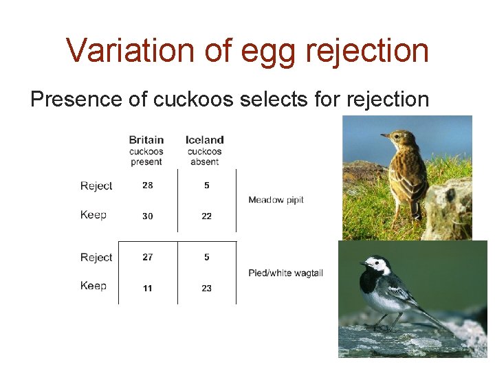 Variation of egg rejection Presence of cuckoos selects for rejection 