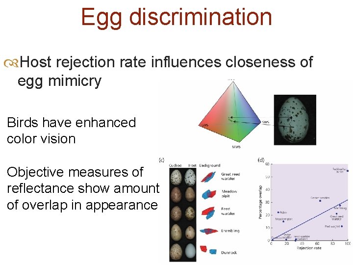 Egg discrimination Host rejection rate influences closeness of egg mimicry Birds have enhanced color