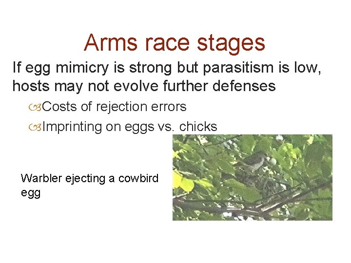 Arms race stages If egg mimicry is strong but parasitism is low, hosts may