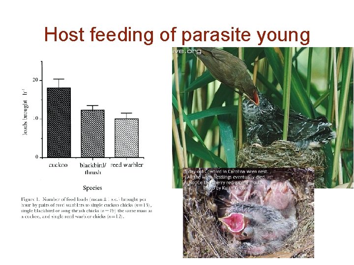 Host feeding of parasite young 
