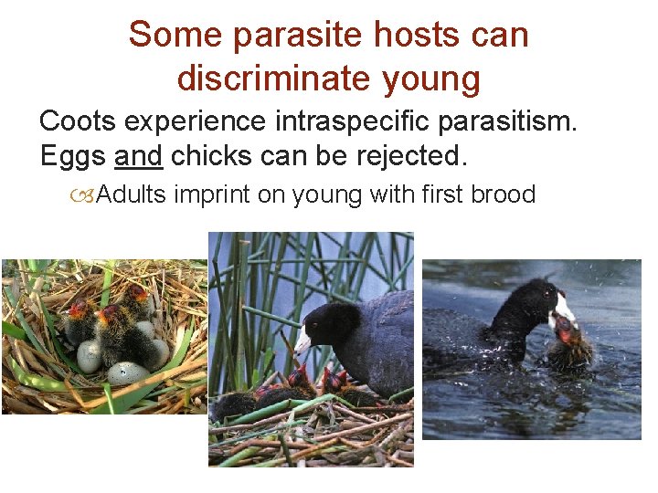 Some parasite hosts can discriminate young Coots experience intraspecific parasitism. Eggs and chicks can