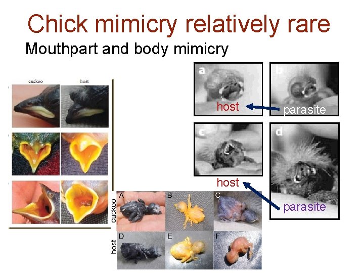 Chick mimicry relatively rare Mouthpart and body mimicry host parasite 