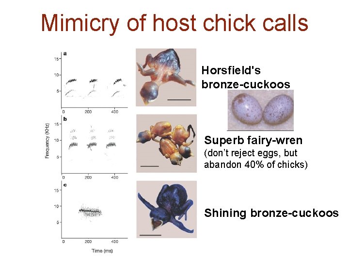 Mimicry of host chick calls Horsfield's bronze-cuckoos Superb fairy-wren (don’t reject eggs, but abandon