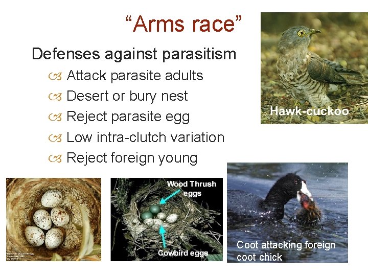 “Arms race” Defenses against parasitism Attack parasite adults Desert or bury nest Reject parasite