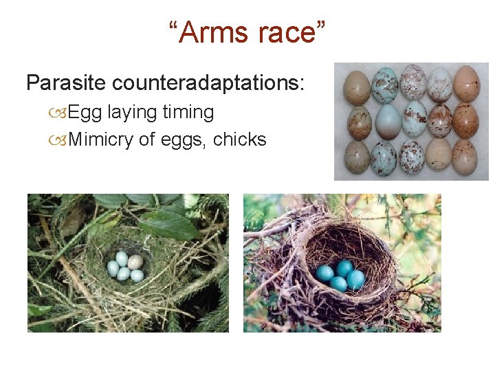 “Arms race” Parasite counteradaptations: Egg laying timing Mimicry of eggs, chicks 