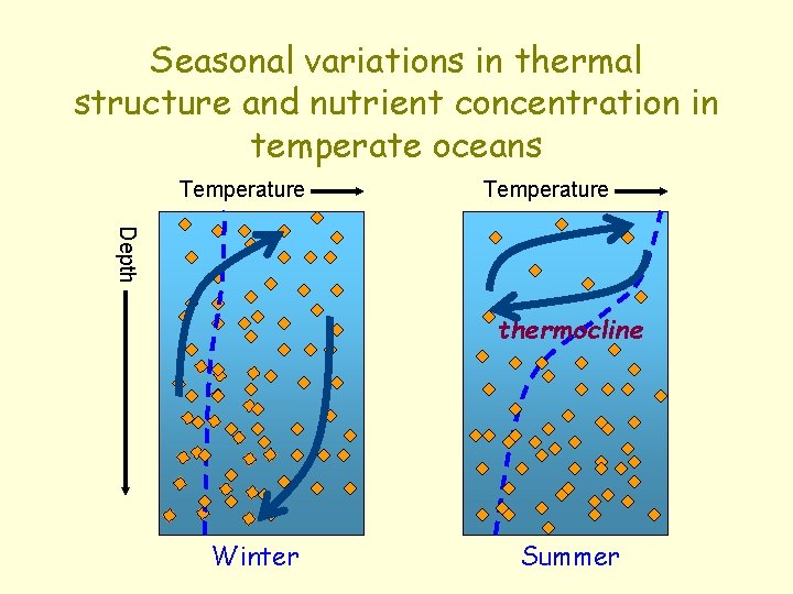 Seasonal variations in thermal structure and nutrient concentration in temperate oceans Temperature Depth thermocline
