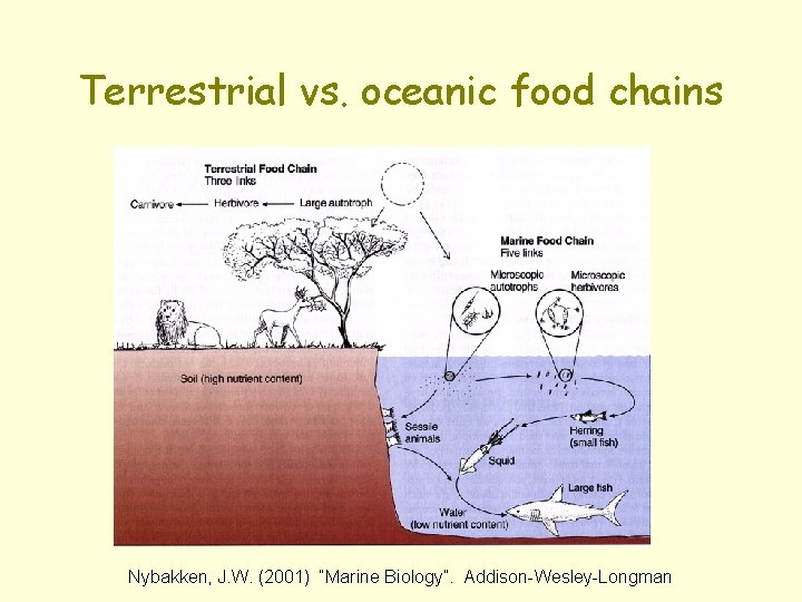 Terrestrial vs. oceanic food chains Nybakken, J. W. (2001) “Marine Biology”. Addison-Wesley-Longman 