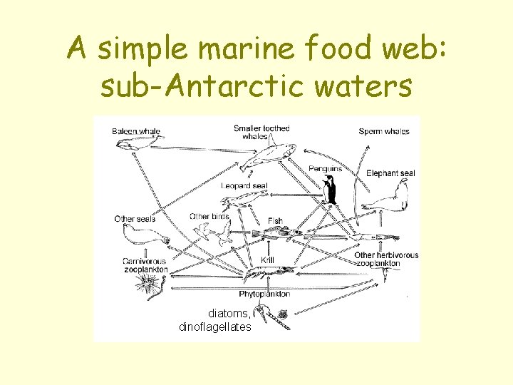 A simple marine food web: sub-Antarctic waters diatoms, dinoflagellates 