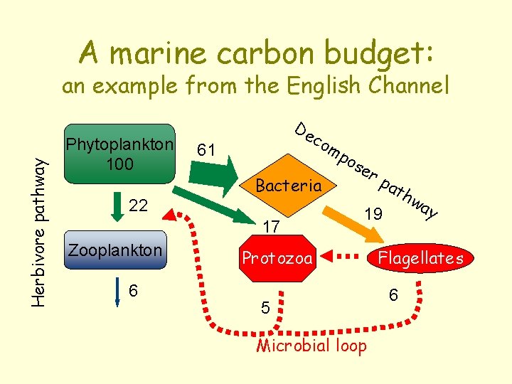 A marine carbon budget: Herbivore pathway an example from the English Channel Phytoplankton 100