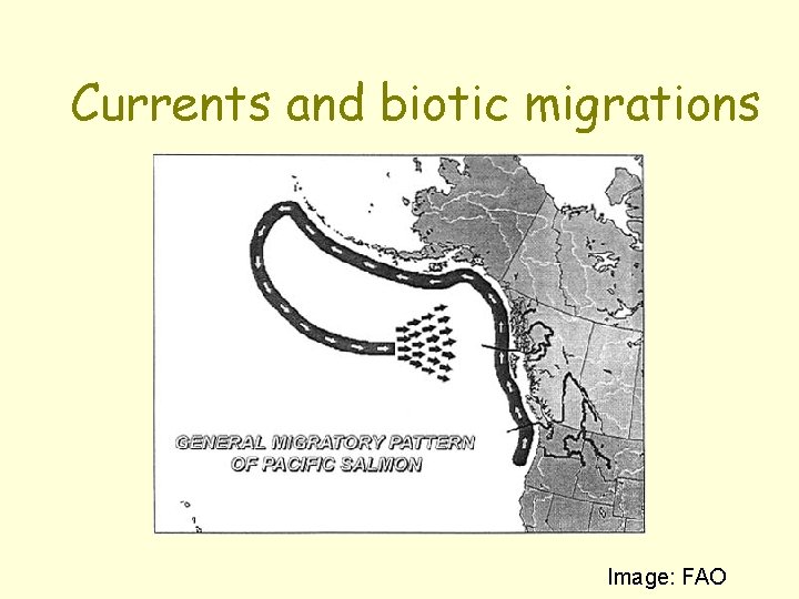 Currents and biotic migrations Image: FAO 