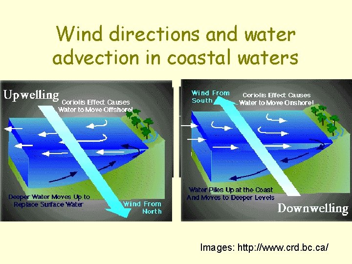 Wind directions and water advection in coastal waters Images: http: //www. crd. bc. ca/