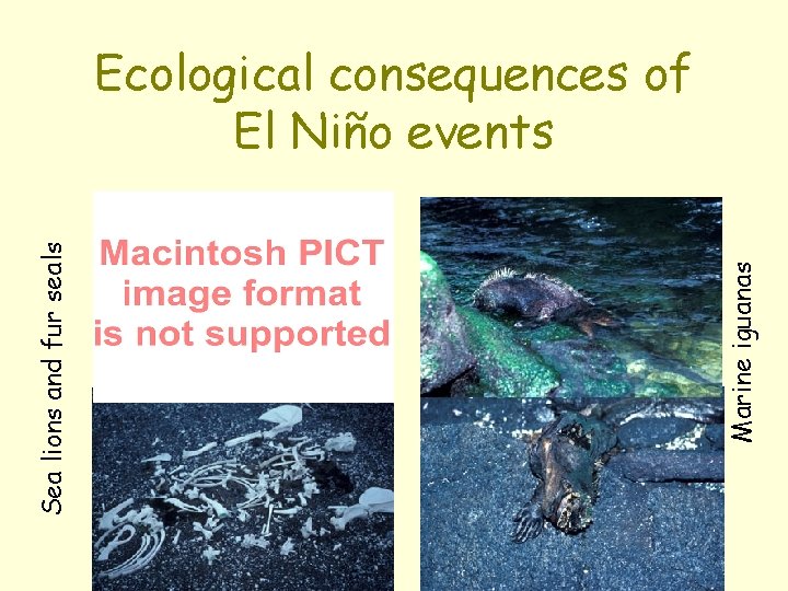 Marine iguanas Sea lions and fur seals Ecological consequences of El Niño events 